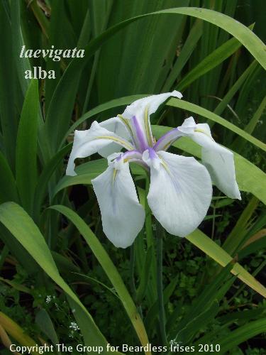 laevigata alba